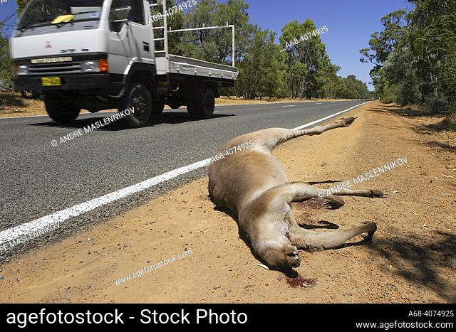 One of many road-killed kangaroos. WA. Australia.