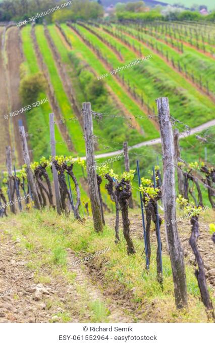 vineyard in springtime, Southern Moravia, Czech Republic