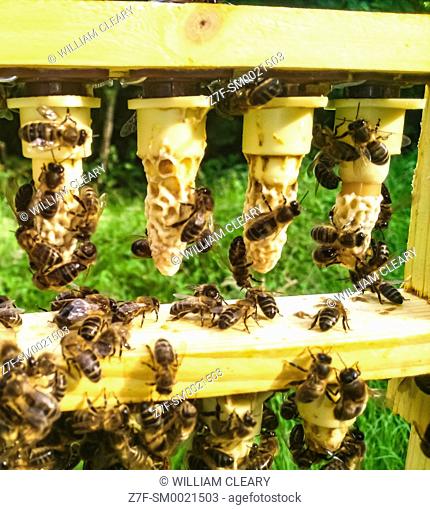 A frame of queen cells in a queen rearing apiary