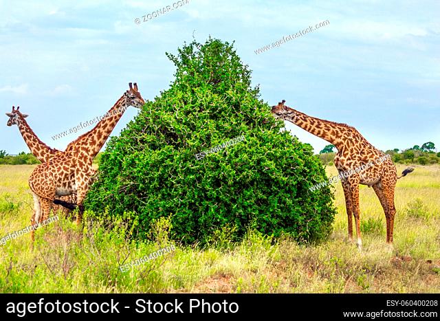 Small herd of giraffes grazes near a green bush in the african savannah. Funny scene. Jeep Safari Masai Mara, Kenya. The concept of active