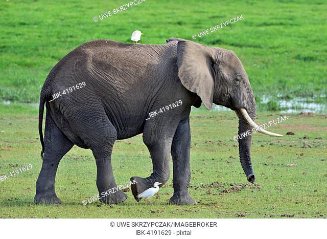 African bush elephant (Loxodonta africana), female, crossing marshland, Amboseli National Park, Kenya