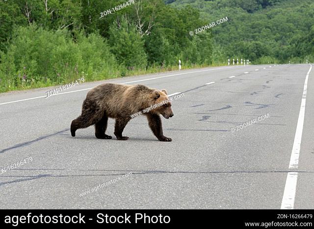 Hungry Kamchatka brown bear walks along an asphalt road. Eurasia, Russian Far East, Kamchatka Peninsula