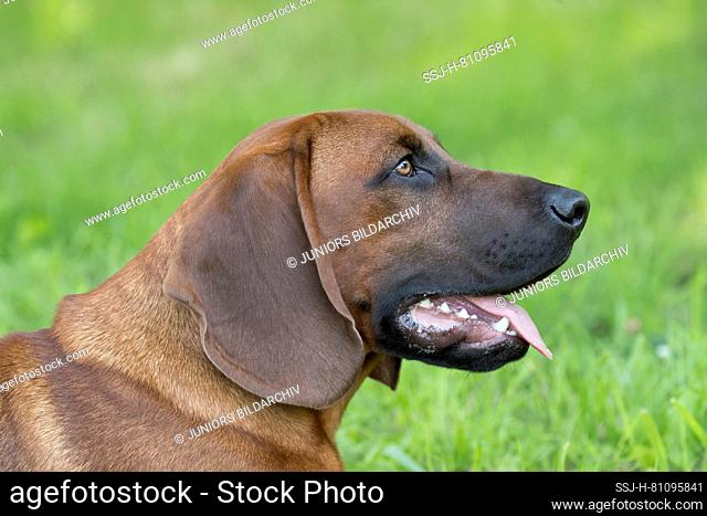 Bavarian Mountain Hound. Portrait of a puppy (6 month old). Germany