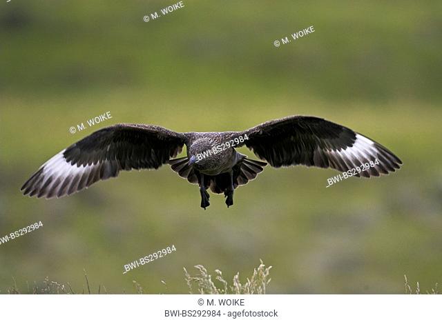 Great skua (Stercorarius skua, Catharacta skua)), flying, Iceland, Fagurholsmyr