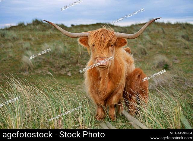 Scottish Highland Cattle (Bos primigenius taurus), female with calf in dune landscape, North Holland, The Netherlands