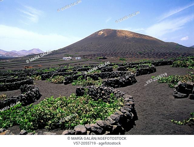 Vineyard and volcano. La Geria, Lanzarote island, Canary Islands, Spain
