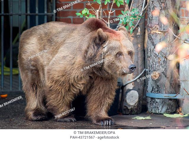 Brown bear Schnute in her enclosure in the Baerenzwinger (bear pit) at Koellnischer Park in Berlin, Germany, 31 October 2013