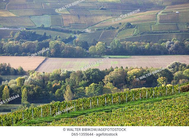 France, Marne, Champagne Region, Fleury la Riviere, vineyard