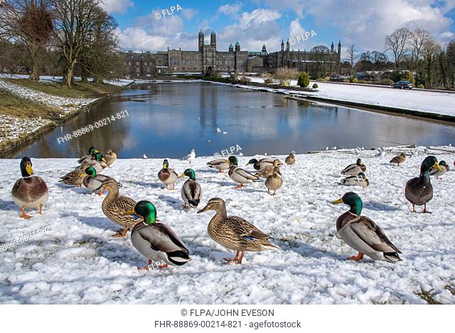 Ducks in the snow at Stoneyhurst College, Stoneyhurst, Clitheroe, Lancashire. Stonyhurst College is a Roman Catholic independent school