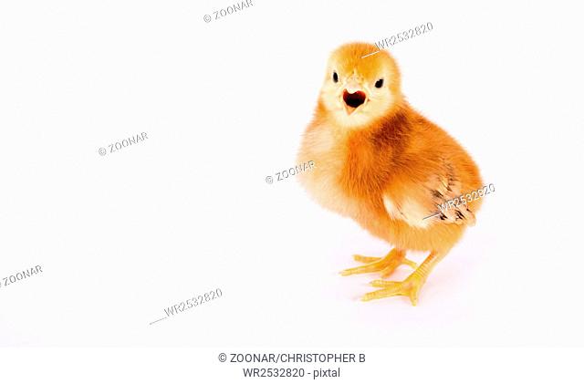 Baby Chick Newborn Farm Chicken Standing Rhode Island Red