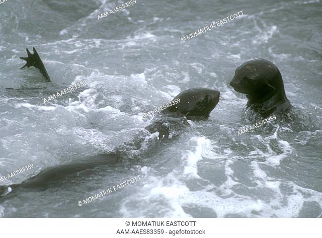 N. Fur Seal Pups frolicking in Surf (Callorhinus ursinus), St. Paul Is., Pribilofs, AK