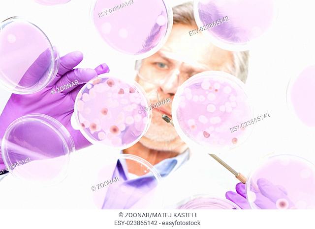 Senior life science researcher grafting bacteria