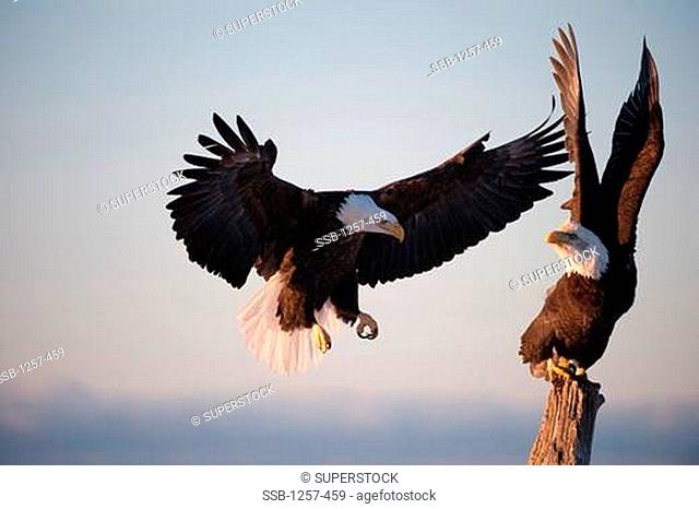 Close-up of Bald eagles Haliaeetus leucocephalus fighting over position on a wooden post