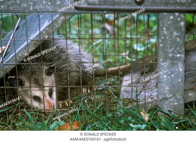 Opossum in Have a Heart Trap (Didelphia virginiana) Ithaca, New York
