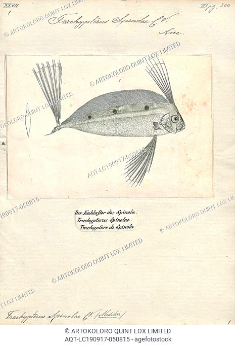 Trachypterus spinolae, Print, Scalloped ribbonfish, The scalloped ribbonfish (Zu cristatus), is a ribbonfish of the family Trachipteridae found circumglobally...