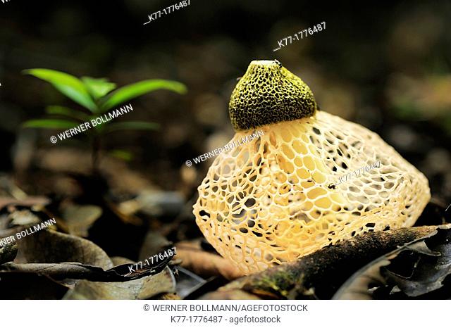 Tropical mushroom, Tanjung Puting National Park, Province Kalimantan, Borneo, Indonesia