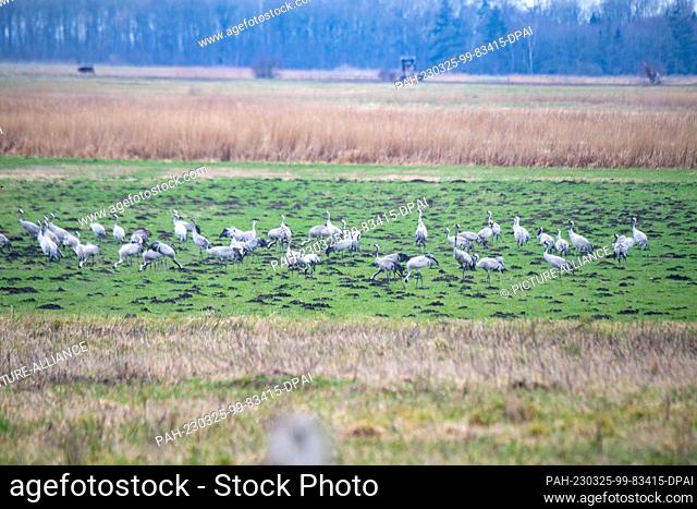 PRODUCTION - 22 March 2023, Mecklenburg-Western Pomerania, Günz: Cranes (Grus grus) resting in a field in front of the ""Kranorama"" observation station