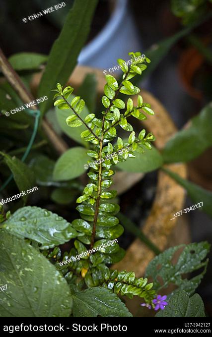 Button Fern (Pellaea Rotundifolia)
