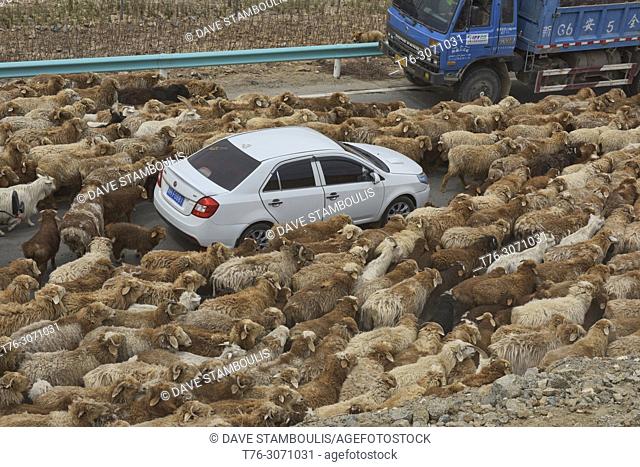 Kazakh nomads rounding up their sheep, Keketuohai, Xinjiang, China