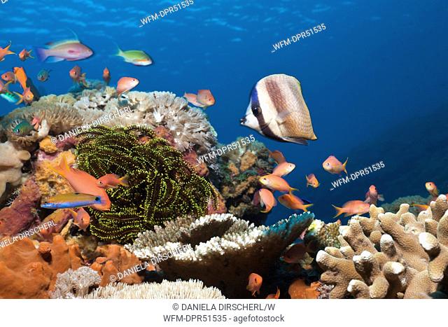 Coral Fishes in Coral Reef, Nusa Penida, Bali, Indonesia
