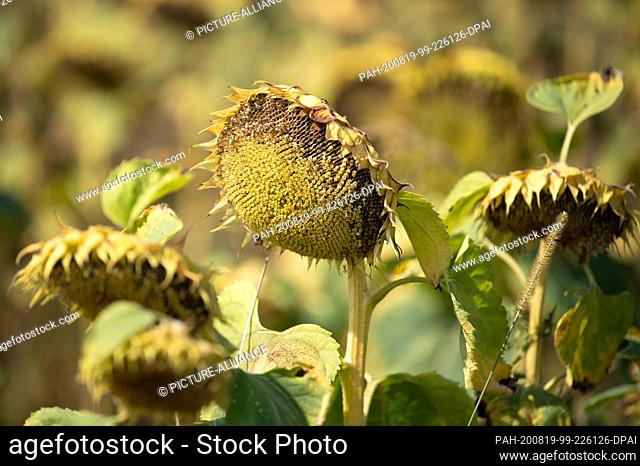 19 August 2020, Saxony, Elsterheide: Faded sunflowers stand in a field. Photo: Sebastian Kahnert/dpa-Zentralbild/dpa. - Elsterheide/Saxony/Germany