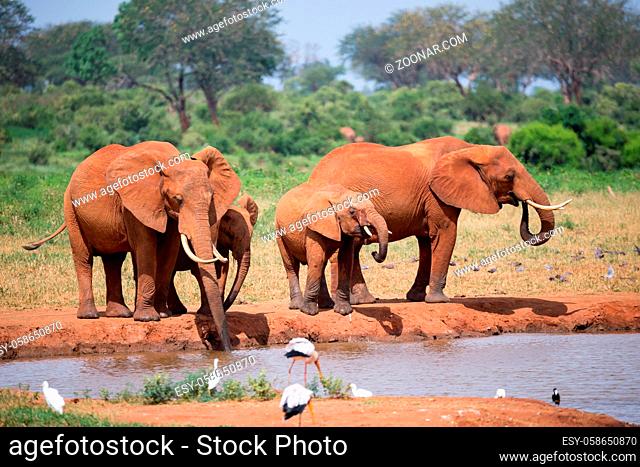 A elephants family drinking water from the waterhole