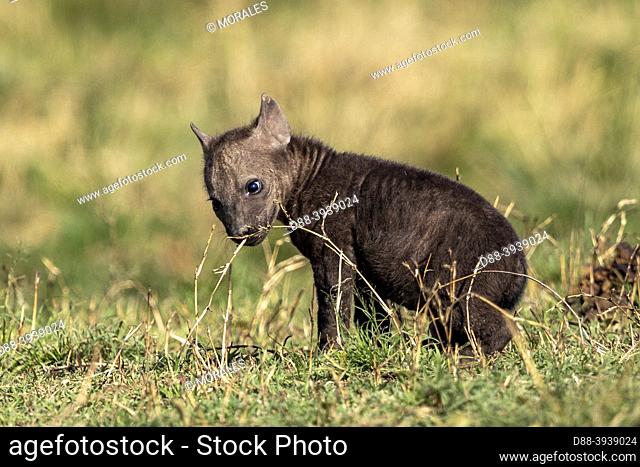 Africa, East Africa, Kenya, Masai Mara National Reserve, National Park, Spotted hyena (Crocuta crocuta), babies playing near by the den