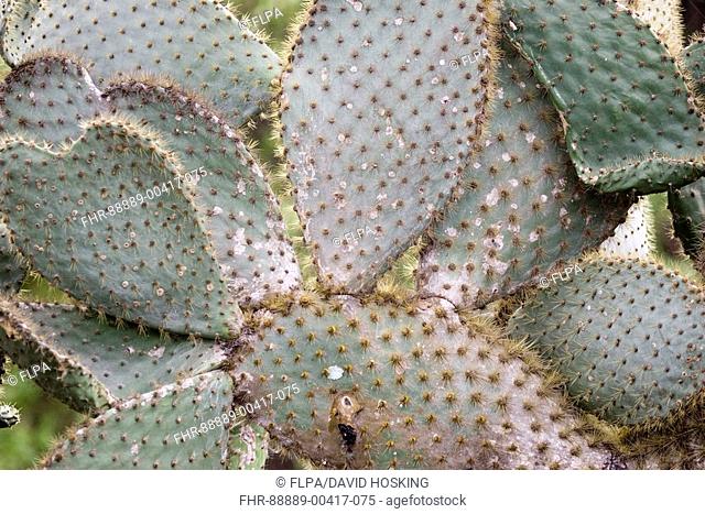 Giant, Prickly Pear Cactus, Opuntia echios var gigantea, Santa Cruz island, Galapagos