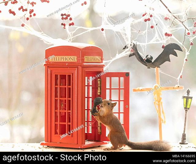 red squirrels standing with a telephone booth