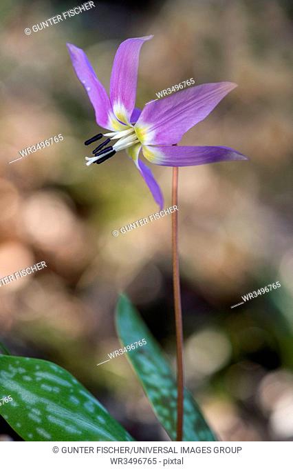 Dogtooth violet, Erythronium dens-canis, lily family, Liliaceae, Chancy, Canton of Geneva, Switzerland