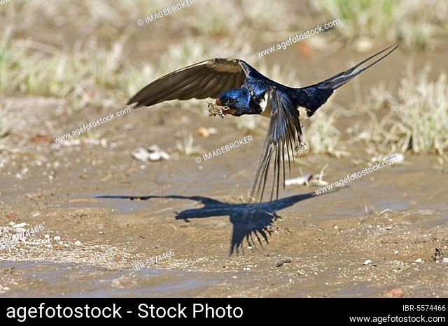 Barn Swallow, barn swallows (Hirundo rustica), songbirds, animals, birds, swallows, Barn Swallow adult, in flight, gathering mud for nest material, Spain