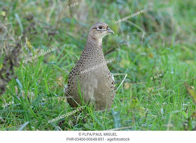 Common Pheasant (Phasianus colchicus) adult female, standing at field edge in farmland, West Yorkshire, England, October