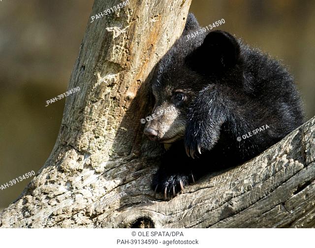 One of the black bear brothers 'Koda' and 'Kenai' climbs a tree branch in the bear enclosure at Tierpark in Berlin, Germany, 30 April 2013