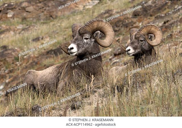 Resting Ram bighorn sheep (Ovis canadensis), Jasper National Park, Alberta, Canada