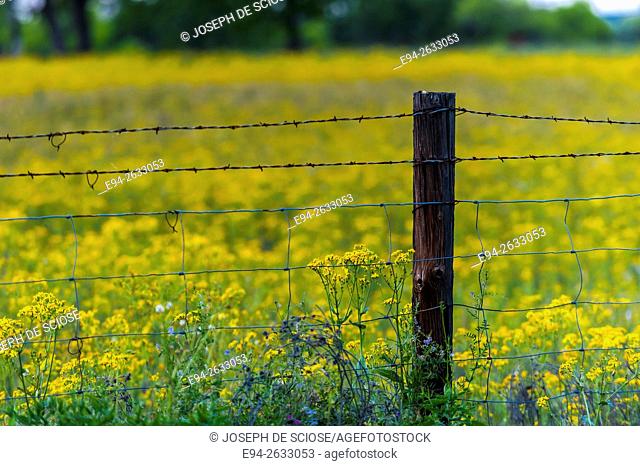 A barbed wire fence in a field of wildflowers in Texas