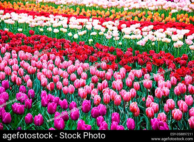 Flower tulips background. Beautiful view of color tulips