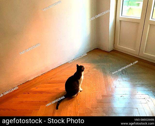 Cat sitting in an empty room