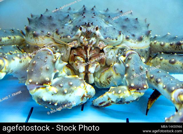 Norway, king crabs (Lithodidae)
