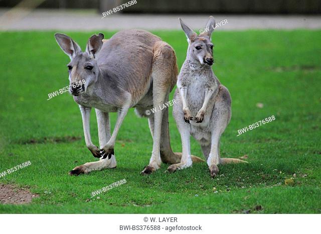 red kangaroo, plains Kangaroo, blue flier (Macropus rufus, Megaleia rufa), mother and child in a meadow