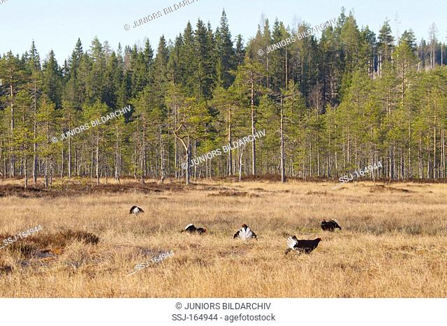 Black Grouse - males on meadow / Tetrao tetrix