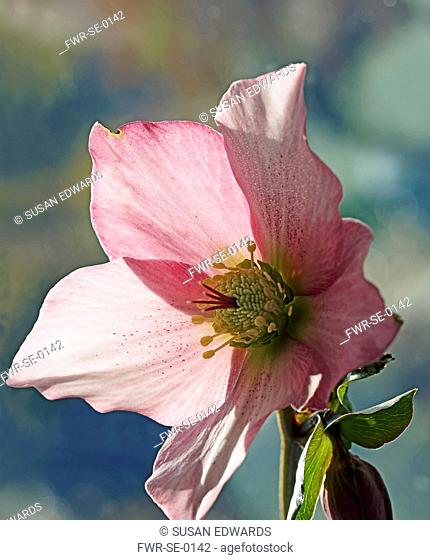 Hellebore, Helleborus orientalis hybrid, Close front side view of one pink flower backlit with yellow stamens