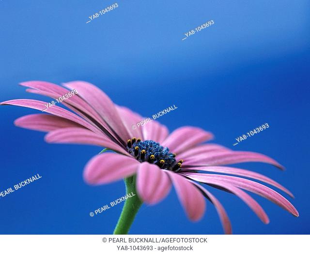 OSTEOSPERMUM - LIGHT PURPLE 'OSJOTIS' Close-up of a flower in side view
