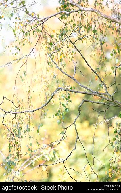Silver birch tree branches and leaves detail with soft light and pastel autumn fall colours