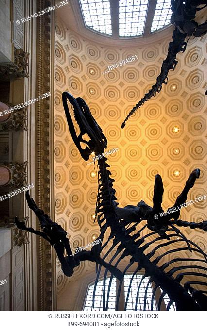 Roosevelt Rotunda. Allosaurus Skeleton. American Museum Of Natural History. Manhattan. New York. USA