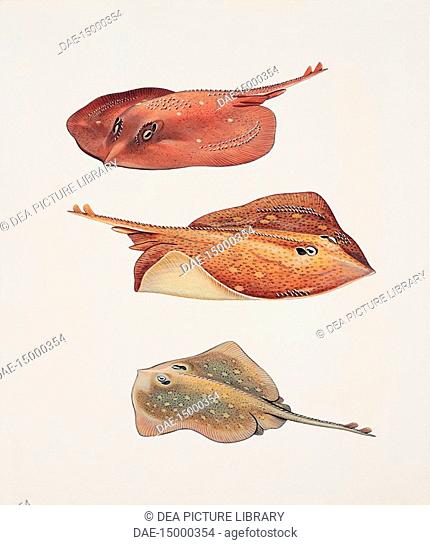 Zoology: Fish - Rajiformes - Rays (Raja Circularis, Brachyptera, Asterias). Art work