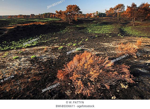 purple moor-grass (Molinia caerulea), Nature development after a bush fire at Kalmthoutse Heide, Belgium
