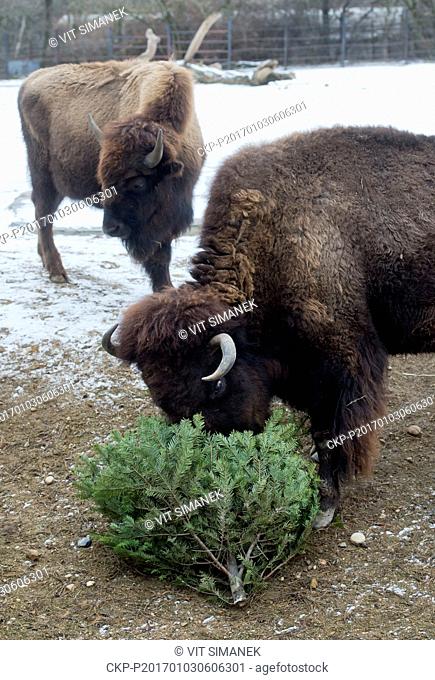 American Bisons got Christmas trees at the zoo in Prague, Czech Republic, Monday, January 3, 2017. The animals at Prague Zoological Garden enjoy Christmas trees...