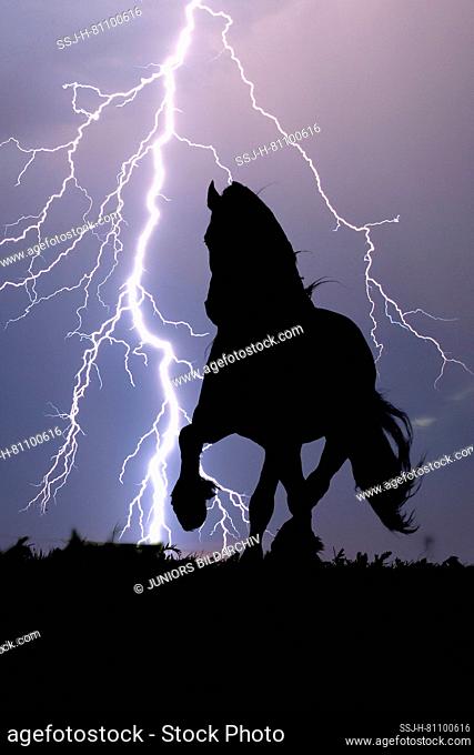 Frisian Horse. Black stallion trotting during a thunderstorm. Germany
