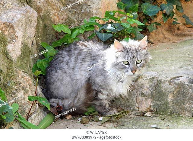 domestic cat, house cat (Felis silvestris f. catus), long-haired grey cat sitting at a stone wall, Spain, Balearen, Majorca