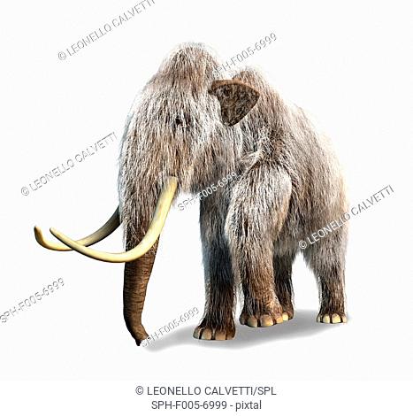 Woolly mammoth Mammuthus primigenius, computer artwork